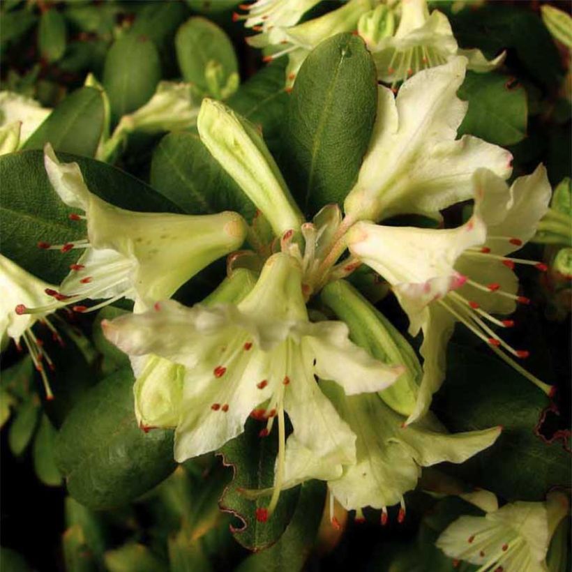 Rhododendron Shamrock - Rhododendron nain (Floraison)