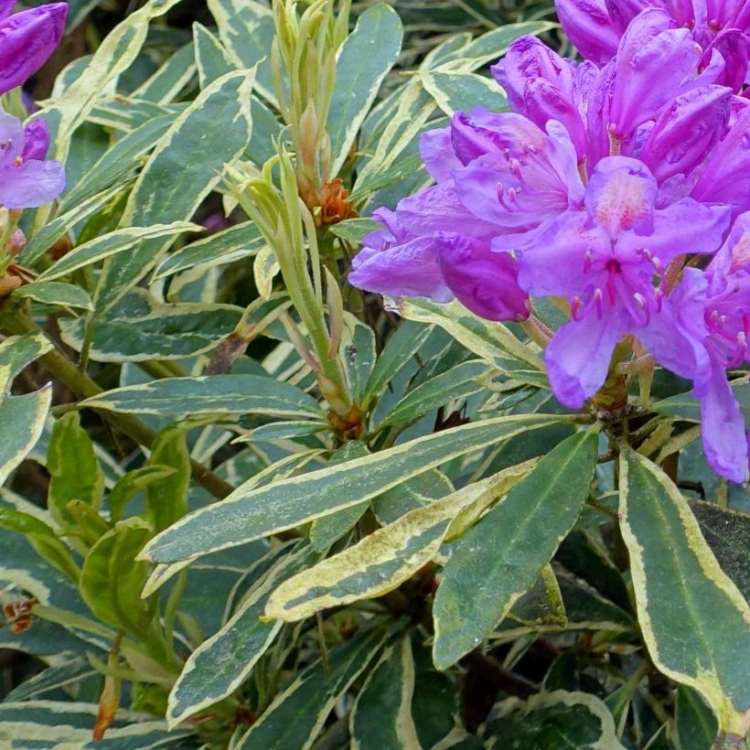 Rhododendron ponticum Variegatum - Grand Rhododendron (Feuillage)