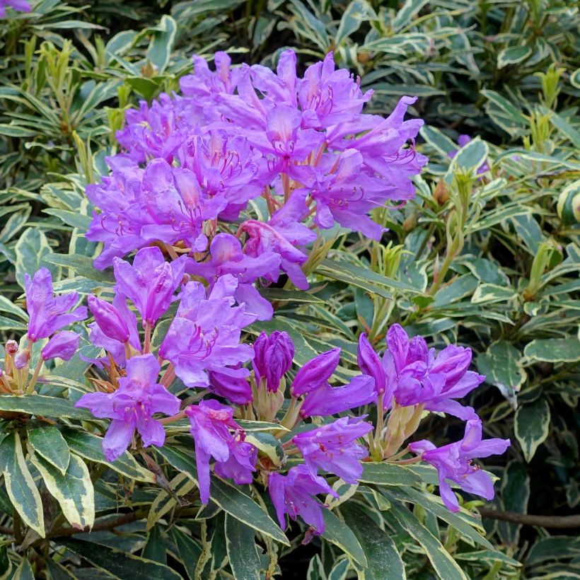 Rhododendron ponticum Variegatum - Grand Rhododendron (Floraison)
