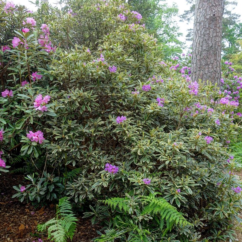 Rhododendron ponticum Variegatum - Grand Rhododendron (Port)