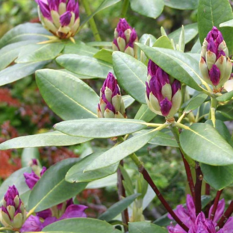 Rhododendron ponticum - Rhododendron pontique (Feuillage)