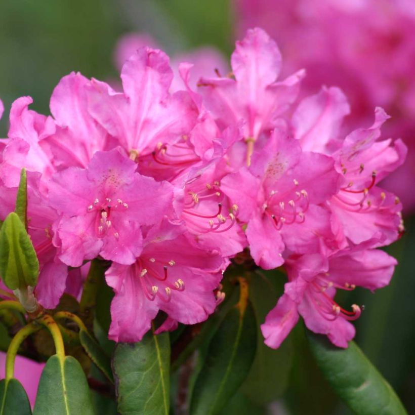 Rhododendron ponticum - Rhododendron pontique (Floraison)