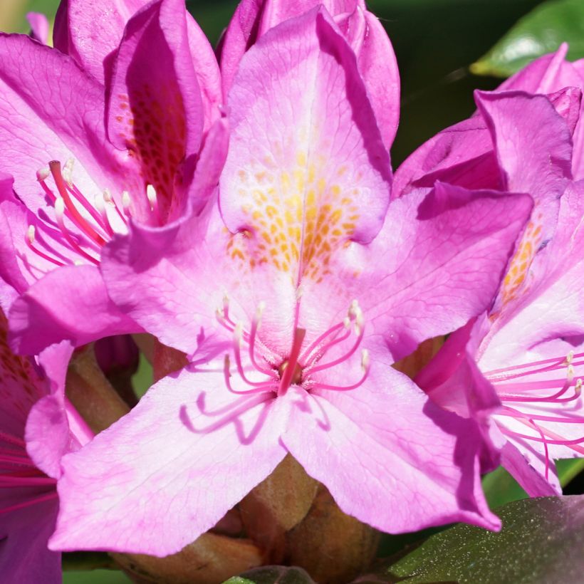 Rhododendron ponticum Roseum (Floraison)