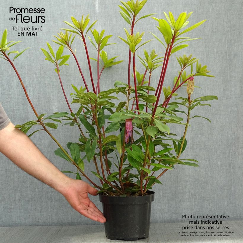 Spécimen de Rhododendron ponticum Roseum en pot de 4L/5L tel que livré au printemps