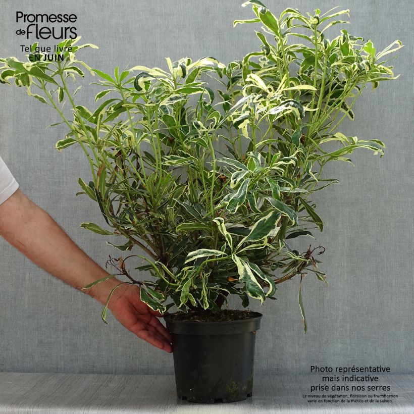 Spécimen de Rhododendron ponticum Variegatum - Grand Rhododendron Pot de 4L/5L tel que livré en été