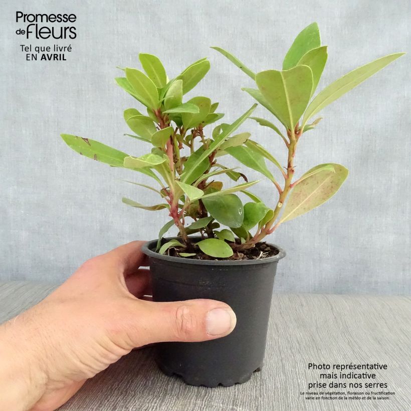 Spécimen de Rhododendron ponticum - Rhododendron pontique Pot de 12 cm / 13 cm tel que livré au printemps