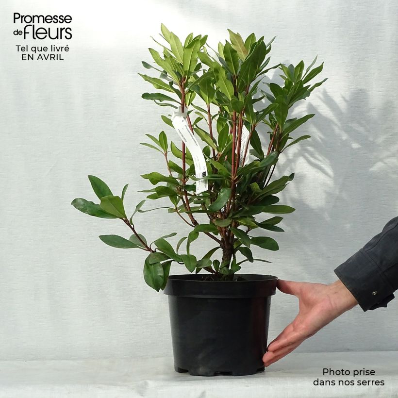 Spécimen de Rhododendron ponticum - Rhododendron pontique Pot de 3L/4LHauteur livrée env. 50/60cm tel que livré au printemps
