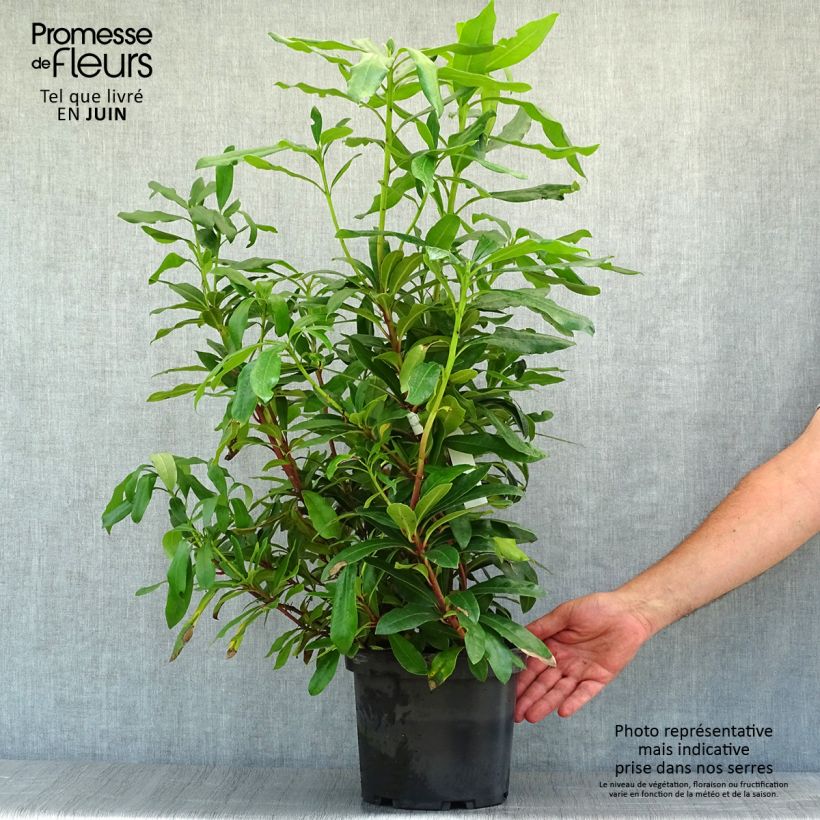 Spécimen de Rhododendron ponticum - Rhododendron pontique Pot de 3L/4L tel que livré en été