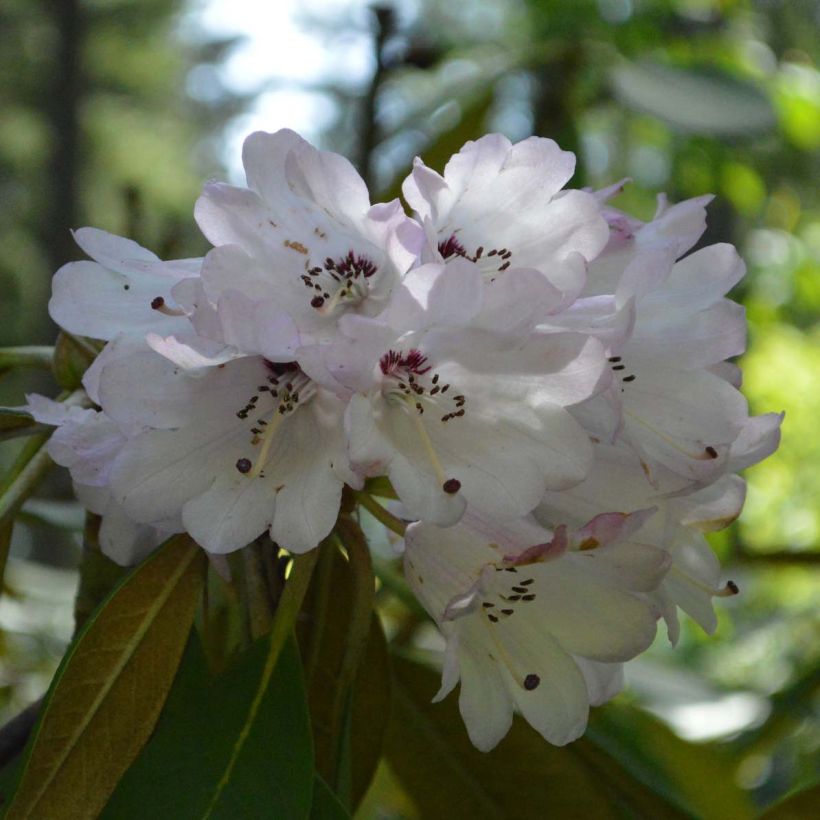 Rhododendron rex - Grand rhododendron (Floraison)