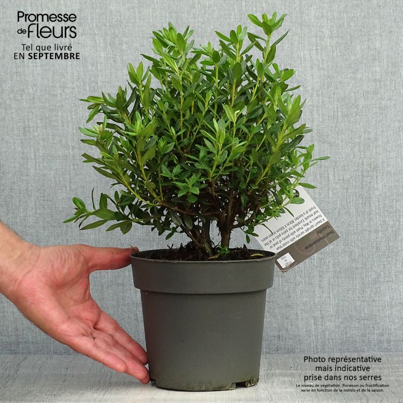 Spécimen de Rhododendron russatum Lauretta - Rhododendron nain Pot de 2L/3L tel que livré en automne