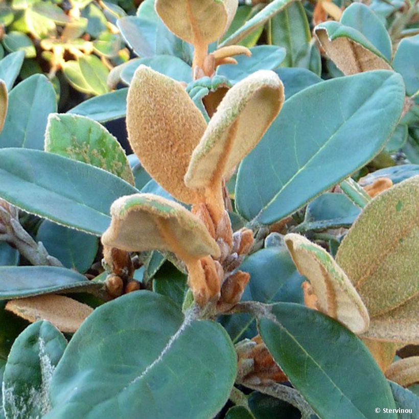 Rhododendron tsariense - rhododendron botanique (Feuillage)