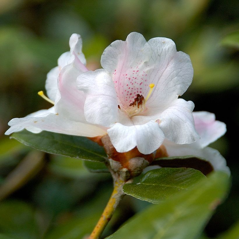 Rhododendron tsariense - rhododendron botanique (Floraison)