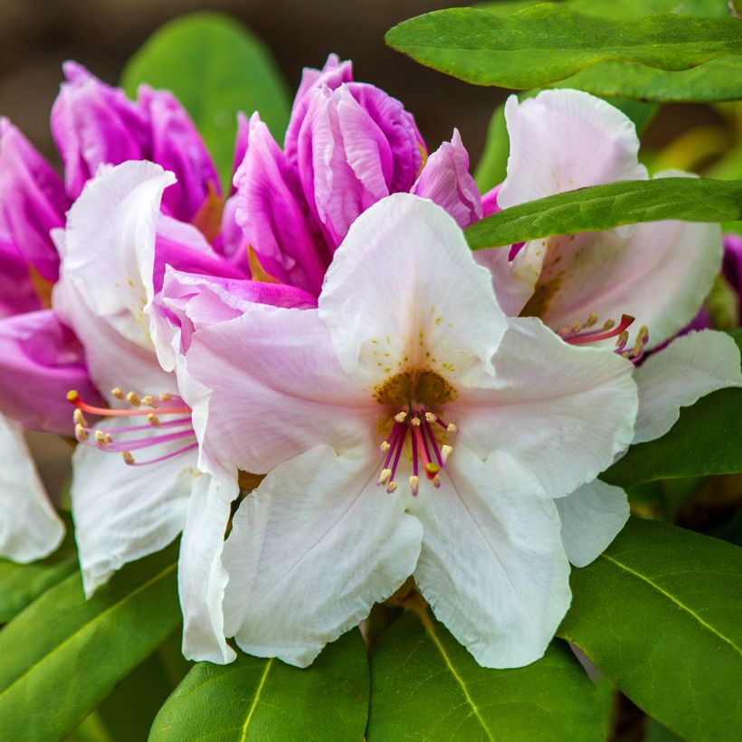 Rhododendron williamsianum Gartendirektor Rieger (Récolte)