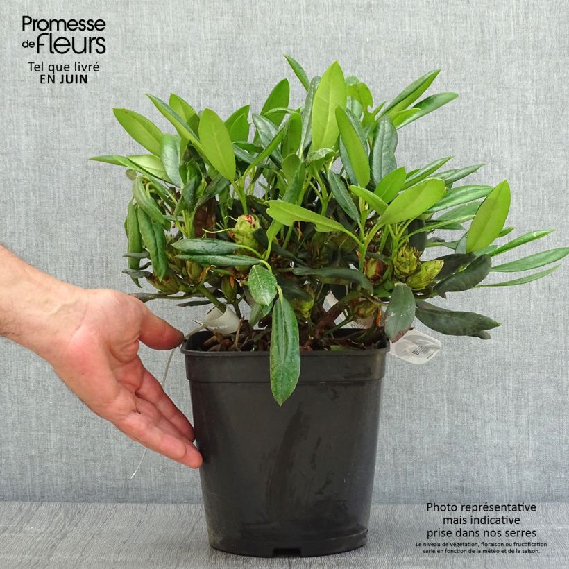 Spécimen de Rhododendron yakushimanum Barbarella - Rhododendron nain Pot de 4L/5L tel que livré en été