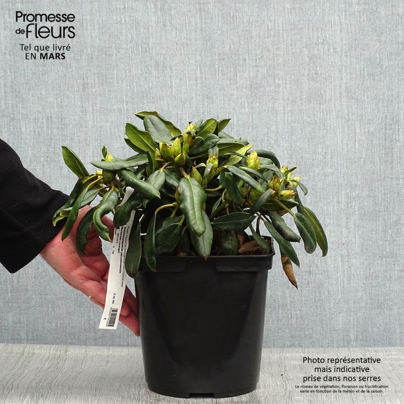 Spécimen de Rhododendron yakushimanum Barbarella - Rhododendron nain Pot de 4L tel que livré au printemps