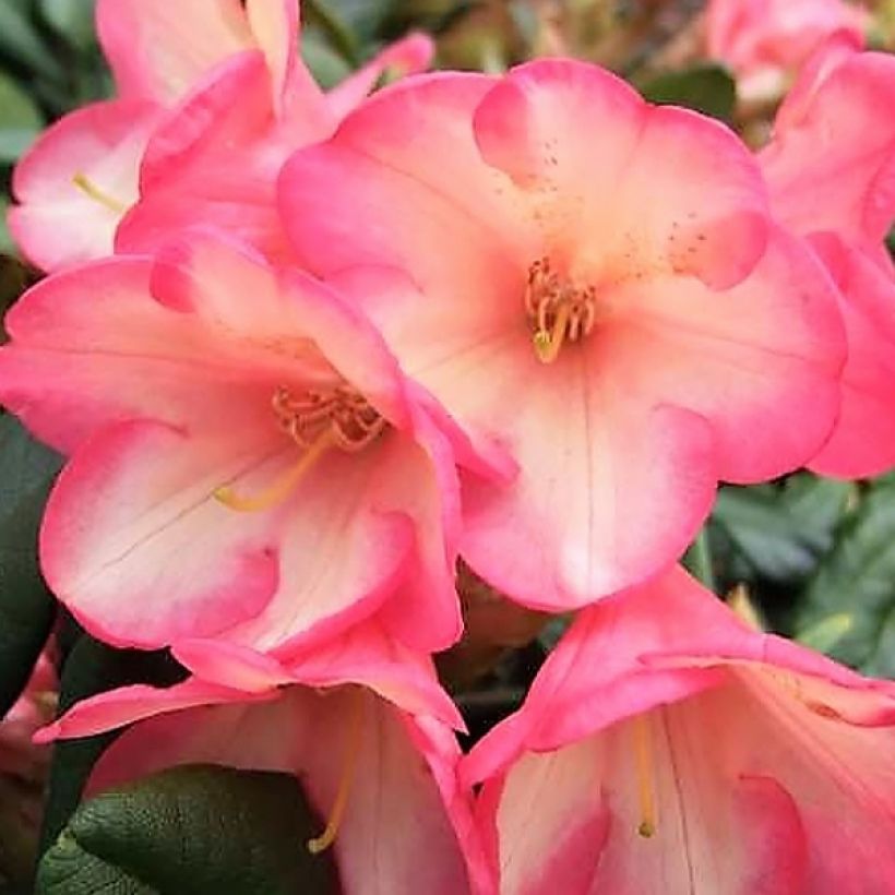 Rhododendron yakushimanum Barbarella - Rhododendron nain (Floraison)