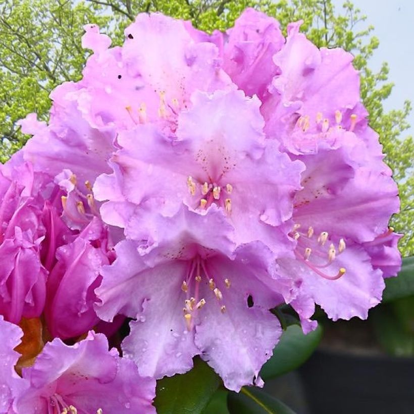 Rhododendron yakushimanum Caroline Allbrook - Rhododendron nain (Floraison)