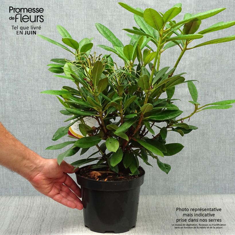 Spécimen de Rhododendron yakushimanum Caroline Allbrook - Rhododendron nain Pot de 2L/3L tel que livré en été