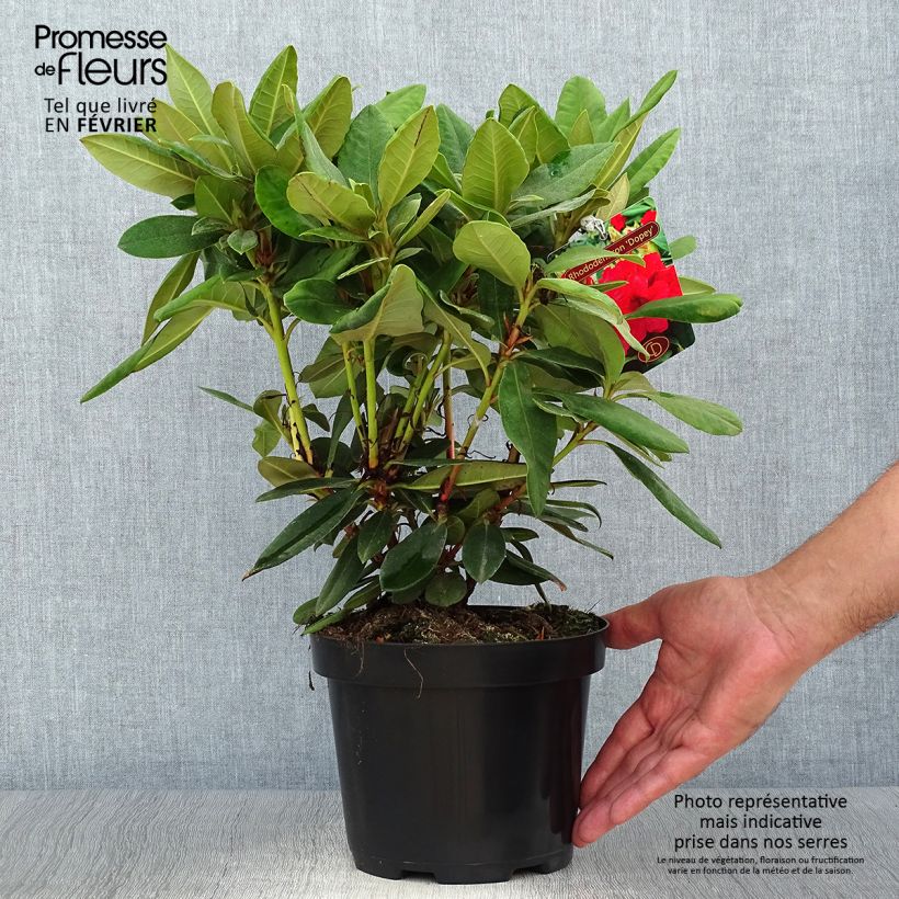 Spécimen de Rhododendron yakushimanum Dopey Pot de 2L/3L tel que livré en automne