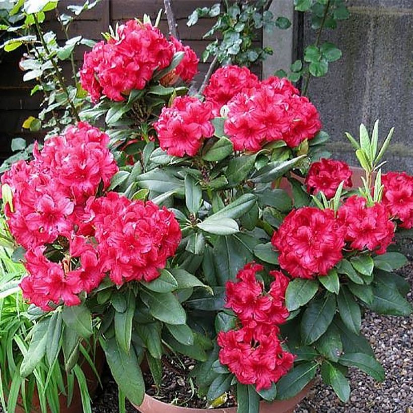 Rhododendron yakushimanum Dopey (Port)