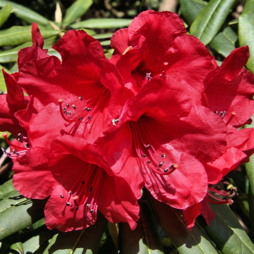 Rhododendron yakushimanum Dopey (Floraison)