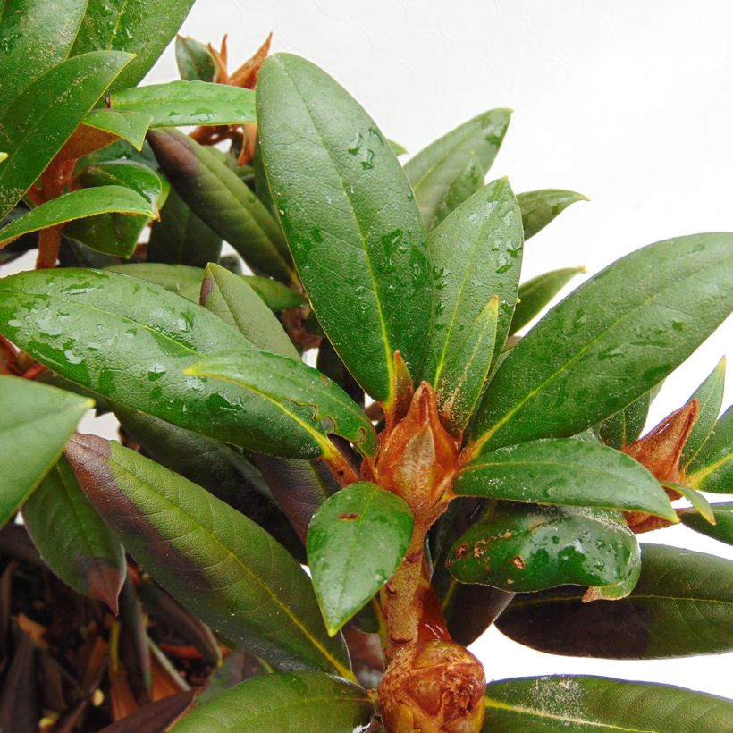 Rhododendron yakushimanum Grumpy - Rhododendron nain (Feuillage)