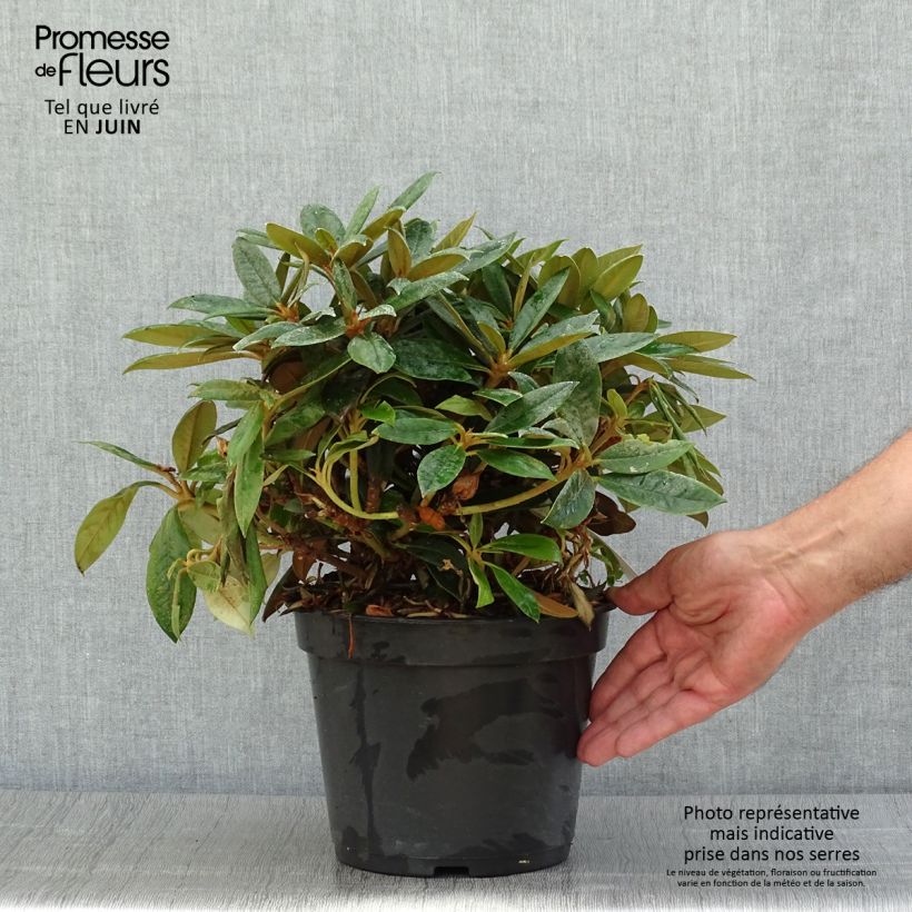 Spécimen de Rhododendron yakushimanum Grumpy - Rhododendron nain Pot de 3L/4L tel que livré en été