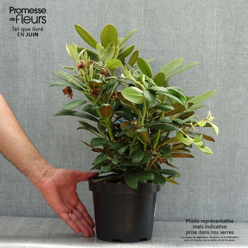 Spécimen de Rhododendron yakushimanum Porzellan - Rhododendron nain Pot de 3L/4L tel que livré en été