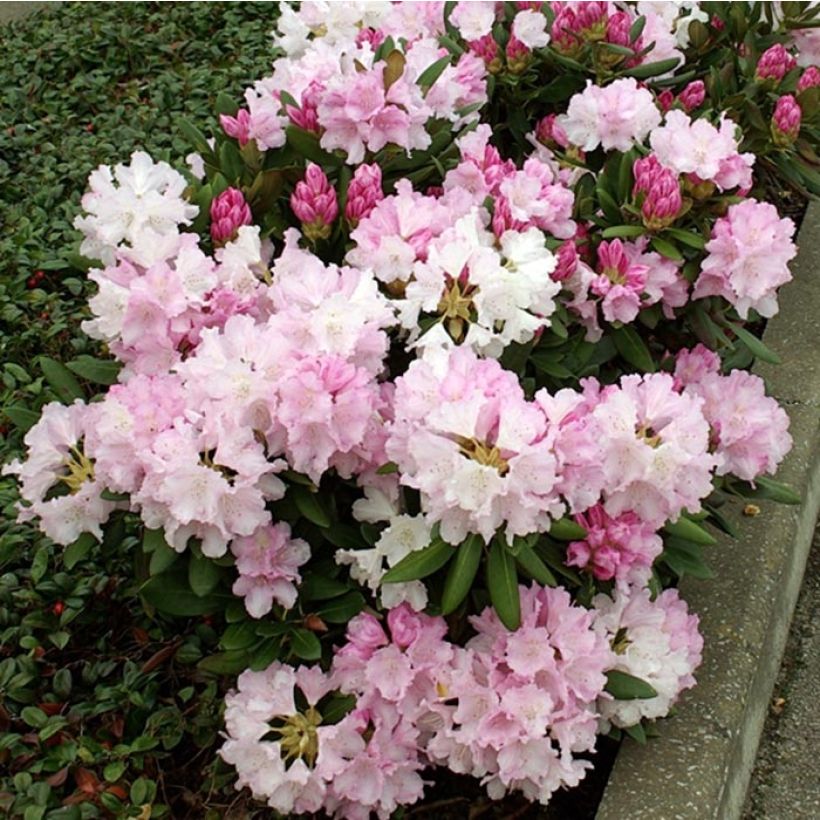 Rhododendron yakushimanum Silberwolke - Rhododendron nain (Floraison)