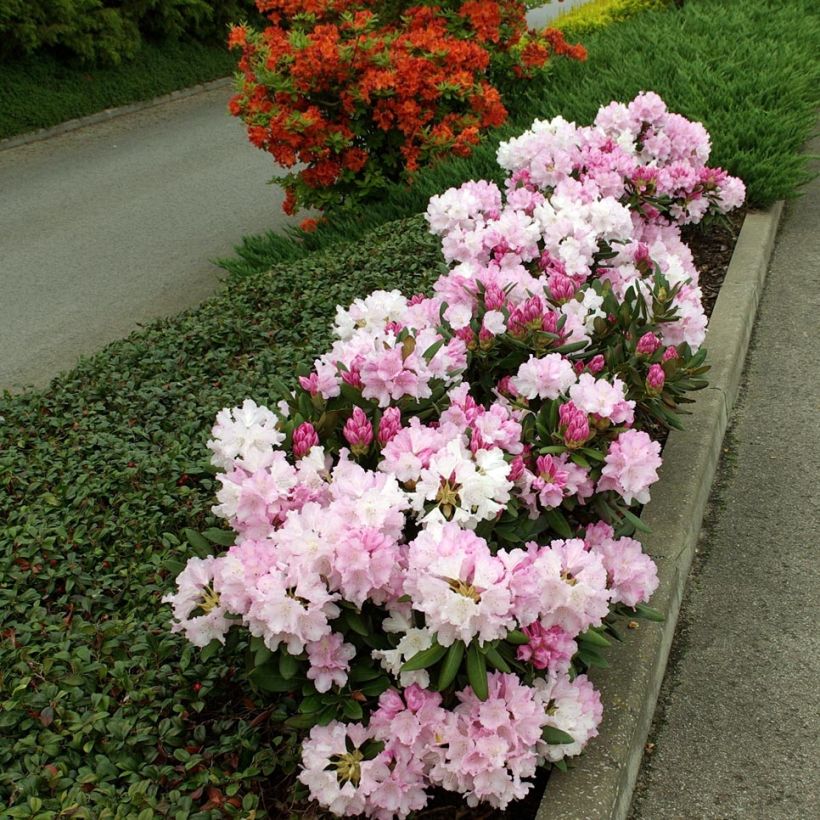 Rhododendron yakushimanum Silberwolke - Rhododendron nain (Port)
