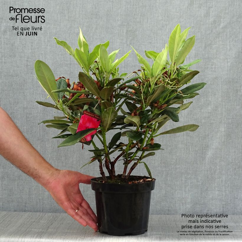 Spécimen de Rhododendron yakushimanum Sneezy Pot de 2L/3L tel que livré en été