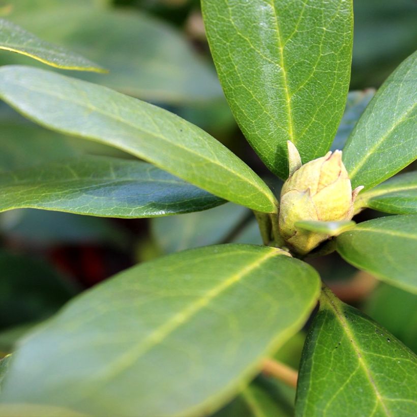 Rhododendron yakushimanum Sneezy (Feuillage)