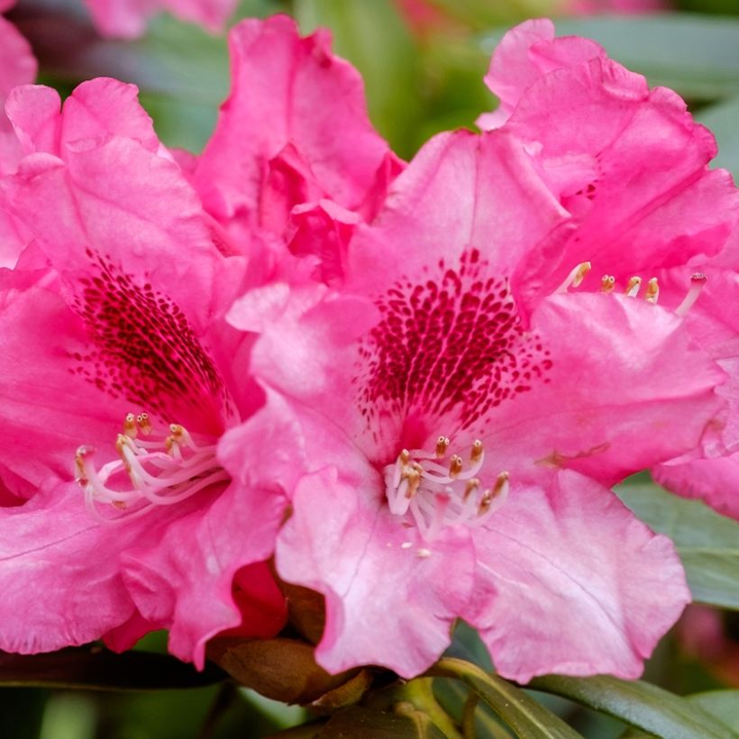 Rhododendron yakushimanum Sneezy (Floraison)