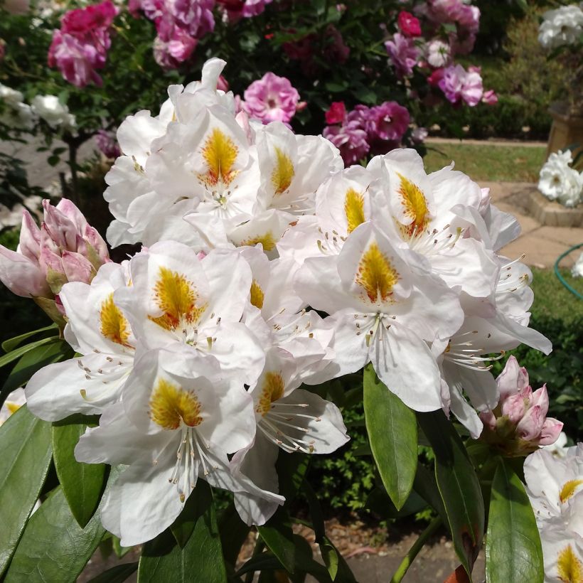 Rhododendron Gomer Waterer (Floraison)