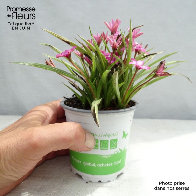 Spécimen de Rhodohypoxis Fairytale - Rhodoxis - pot de 1.5L/2L tel que livré en été