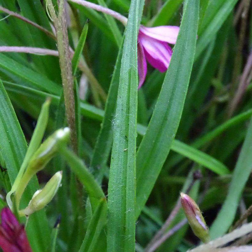 Rhodohypoxis Fairytale - Rhodoxis (Feuillage)