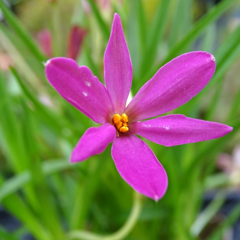 Rhodohypoxis Fairytale - Rhodoxis (Floraison)