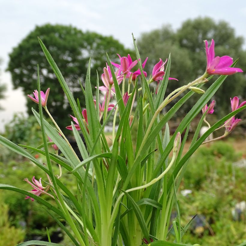 Rhodohypoxis Fairytale - Rhodoxis (Port)