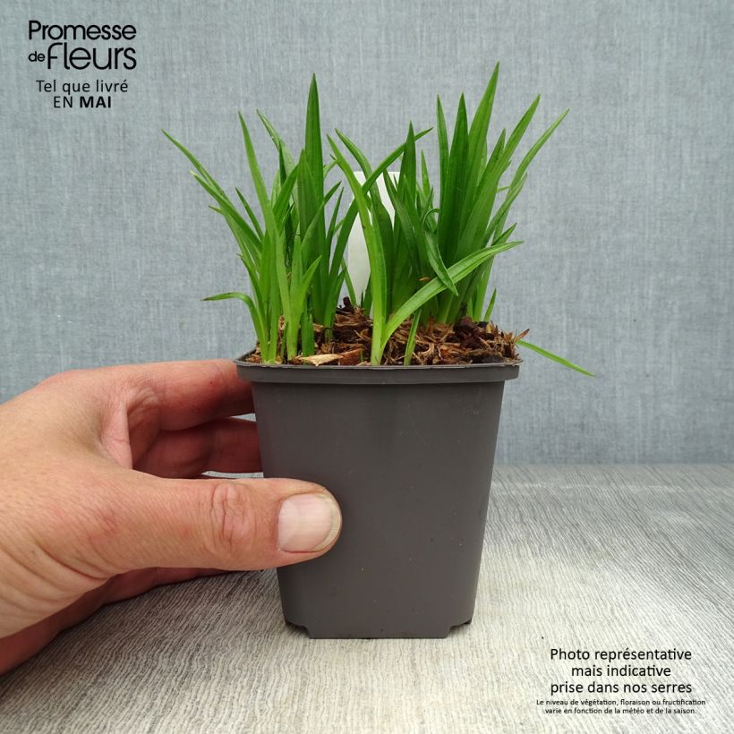 Spécimen de Rhodohypoxis Fairytale - Rhodoxis - godet de 8/9cm tel que livré au printemps
