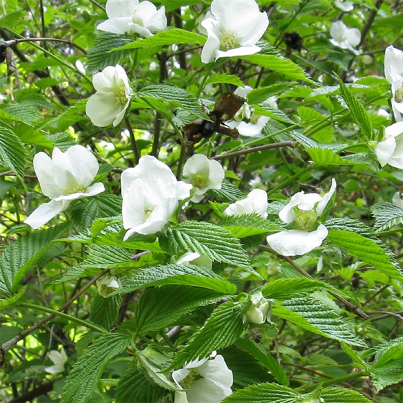 Rhodotypos scandens - Faux corète (Floraison)