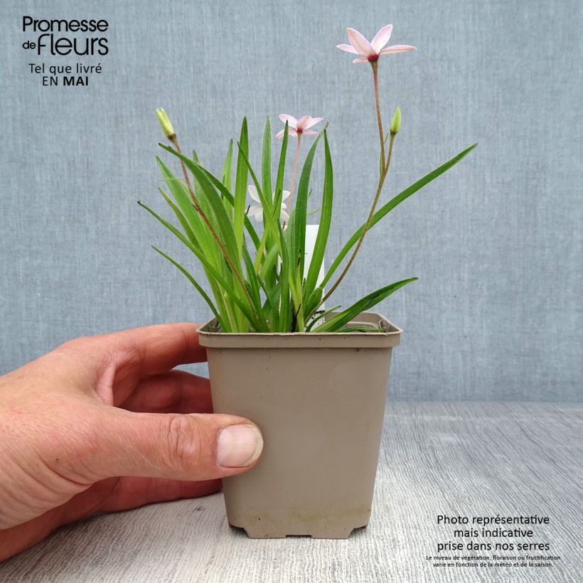 Spécimen de Rhodoxis Fairy Kisses - Rhodohypoxis (x) Hypoxis Godet de 8/9 cm tel que livré au printemps