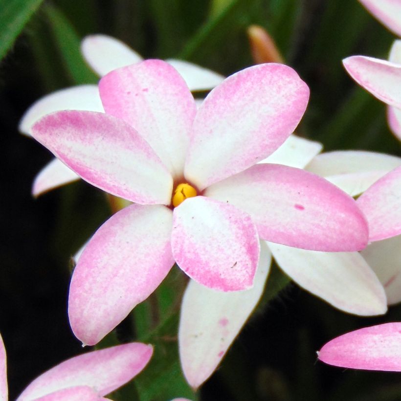 Rhodoxis Fairy Kisses - Rhodohypoxis (x) Hypoxis (Floraison)