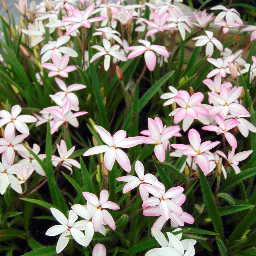 Rhodoxis Fairy Kisses - Rhodohypoxis (x) Hypoxis (Port)