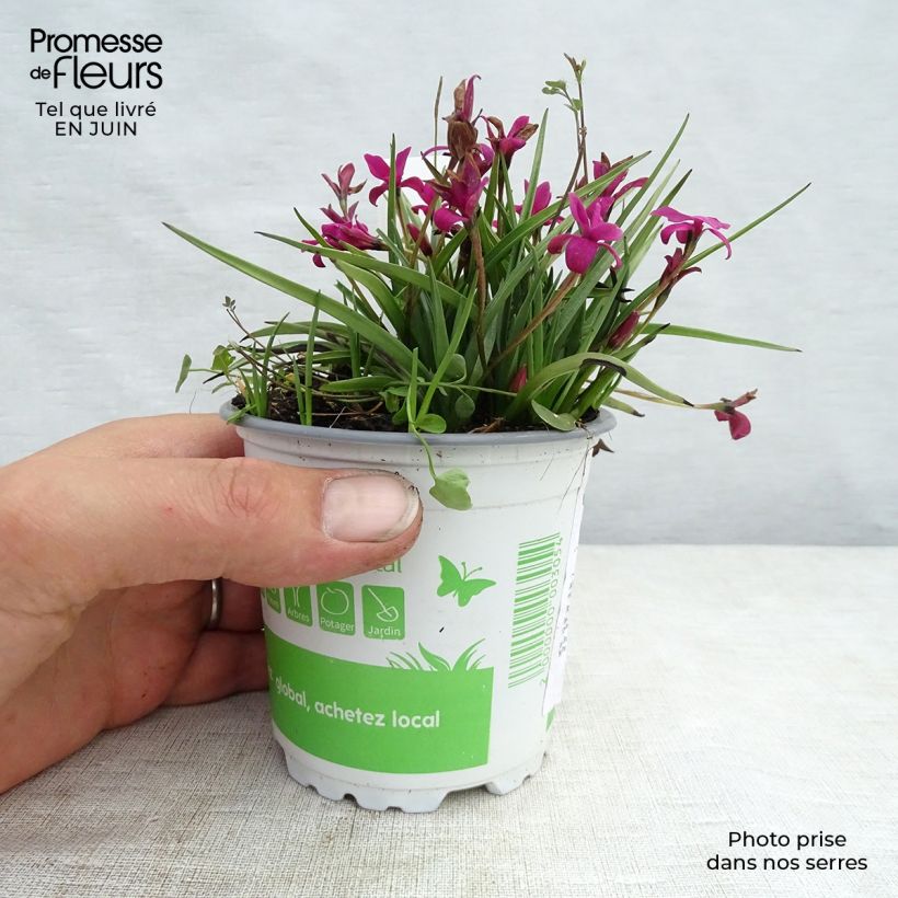 Spécimen de Rhodoxis hybride Beverly - Rhodohypoxis -Pot de 2L/3L tel que livré en été