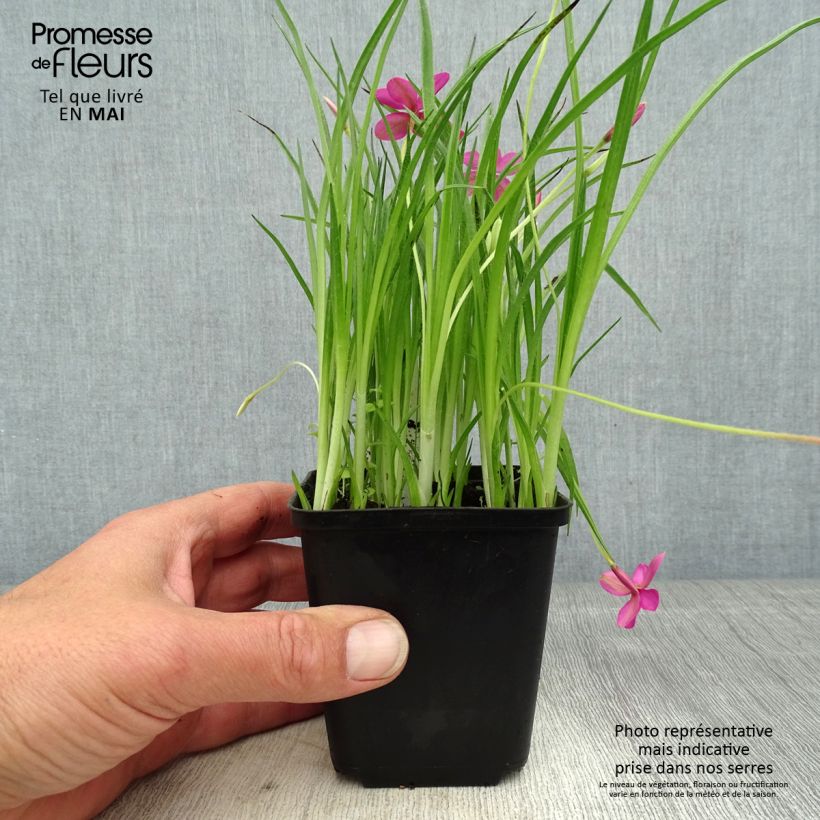 Spécimen de Rhodoxis hybride Beverly - Rhodohypoxis - godet de 8/9cm tel que livré au printemps