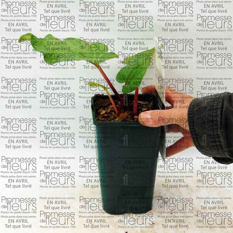 Exemple de spécimen de Rhubarbe Canada Red Pot de 1L/1,5L tel que livré
