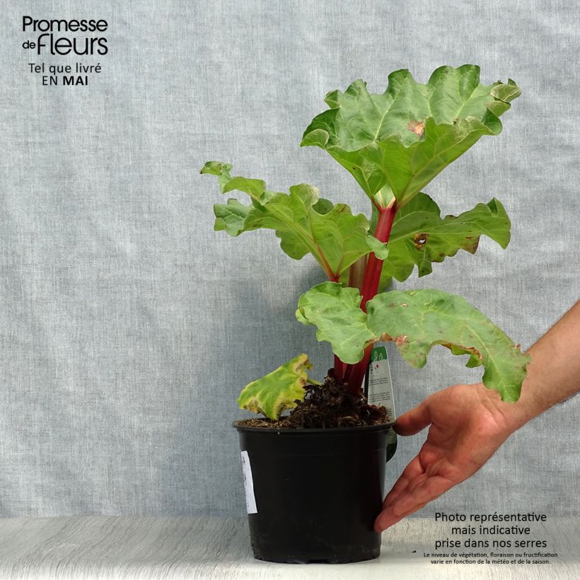 Spécimen de Rhubarbe Frambozen Rood Pot de 2L/3L tel que livré au printemps