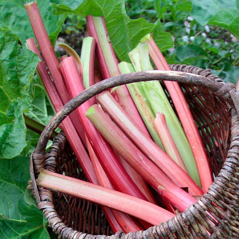 Rhubarbe Frambozen Rood (Récolte)