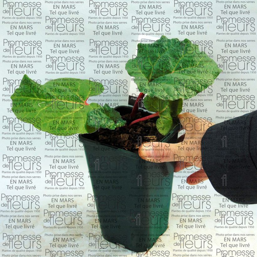 Exemple de spécimen de Rhubarbe Fulton's Strawberry Surprise Pot de 1L/1,5L tel que livré