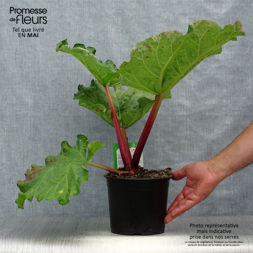 Spécimen de Rhubarbe Mikoot Pot de 2L/3L tel que livré au printemps